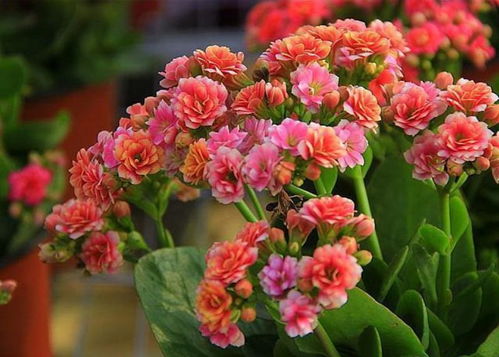 長壽花夏天能開花嗎？一年四季養(yǎng)護方法全在這里